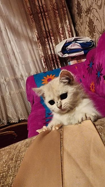 британская короткошерстная кошка шиншилла: Британская короткошёрстная, 3 месяца, Мальчик, Серебристая шиншилла, Приучена к лотку — 5