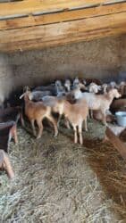 продаю кролов: Продаю | Овца (самка), Ягненок | Арашан | Для разведения | Племенные, Матка — 3