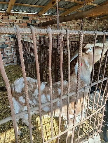 павлин птица: Продаю | Коза (самка) | Нубийская | Для разведения | Племенные — 4