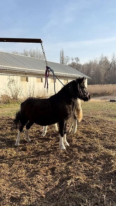 Продаю | Кобыла (самка) | Для разведения, Рабочий, Конный спорт