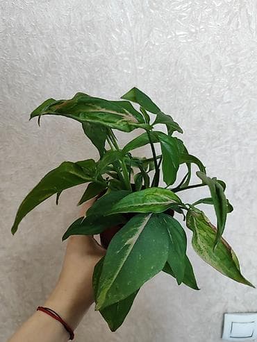 Сингониумы: Сингониум (стрелолист) в горшке. - Разновидность с пестрой листвой — 3