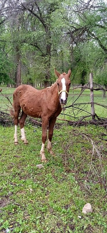 жаны уйлор: Сатам | Тай | Ат спорту — 6