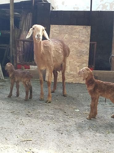 попугай каракол: Продаю | Овца (самка) | Полукровка | Для разведения | Племенные — 6