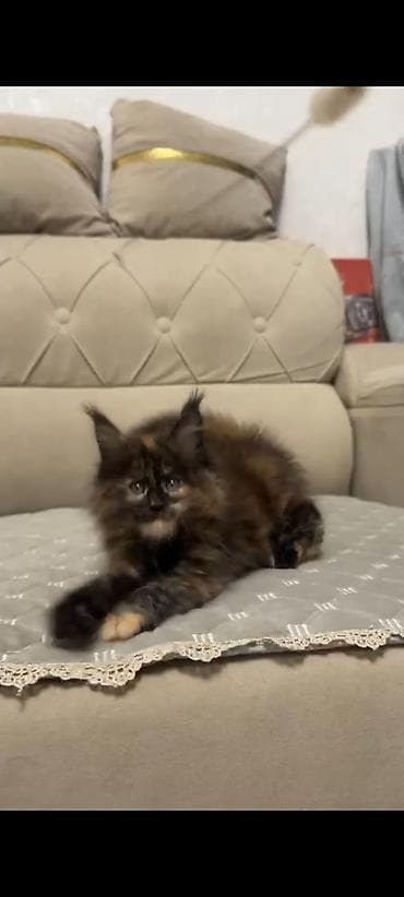 Продажа кошек: Порода: мейн-кун . Возраст: 3.5месяца Описание: - Пушистая длинная — 1