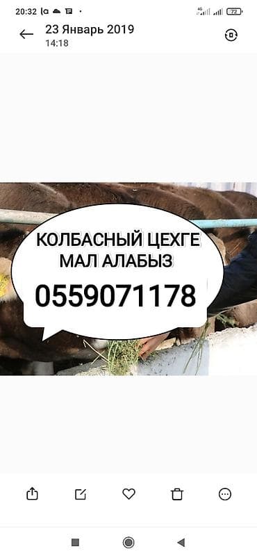 Колбасный цех : Коровы, быки, Лошади, кони, Другие с/х животные, | Круглосуточно, Любое состояние, На забой, на мясо