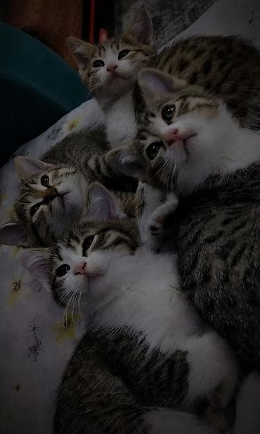 Кошки: 2 месяца, Мальчик, Приучена к лотку — 6
