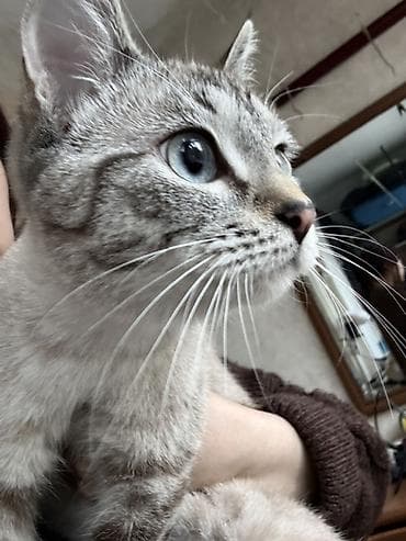 собаки чау чау: Кошка даром: Сиамская, Девочка, Приучена к лотку — 2