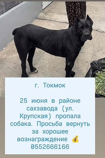 усыпить собаку бишкек: Объявление: пропала собака - Город: Токмок - Дата и место: 25 июня — 1