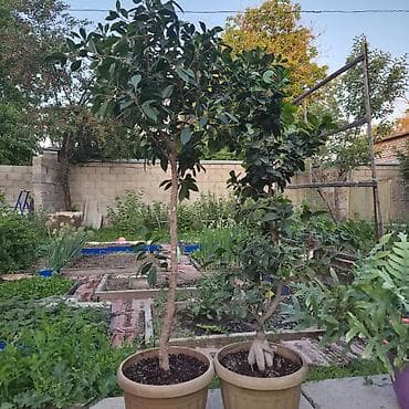 Продам цветы комнатные. Большие фикусы 1.5 метра по 1000, маленькие at lalafo.kg Продам цветы комнатные. Большие фикусы 1.5 метра по 1000, маленькие