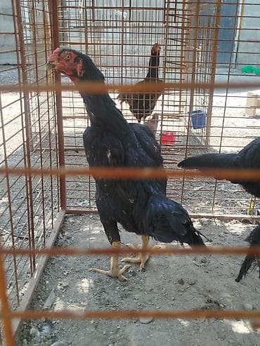 срочно в связи с переездом: Дакан мекиштер сатылат активный алмашу жолдору бар адрес Заря Тынчтык — 3