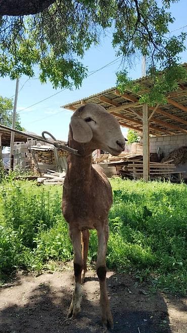 кой бишкек: Сатам | Кочкор (эркек) | Көбөйтүү үчүн — 3