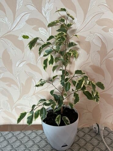 комнатные цветы купить бишкек: Комнатные фикусы в декоративных кашпо - Фикус эластика Tineke — 5