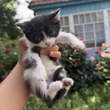 кот невский маскарадный: Кара-Балта Котята от домашней кошки им 28 дней можно забрать через 32 — 6