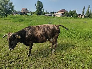 бык на мясо: Продаю | Корова (самка) | Для молока | Привязанные — 4