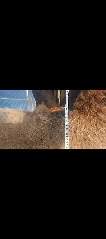 отдам котенка рэгдолл: Продаю | Овца (самка) | Арашан | Для разведения | Котные — 3