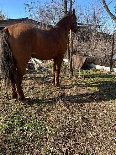 ыссык куле: Сатам | Байтал | Жумушка — 2