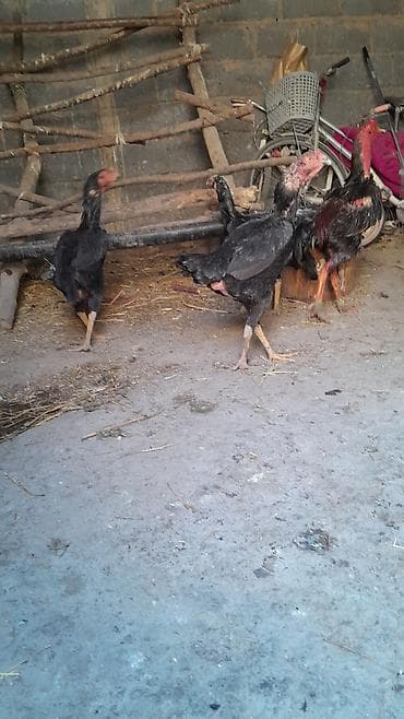 кошка продаётся: Птицы — 2