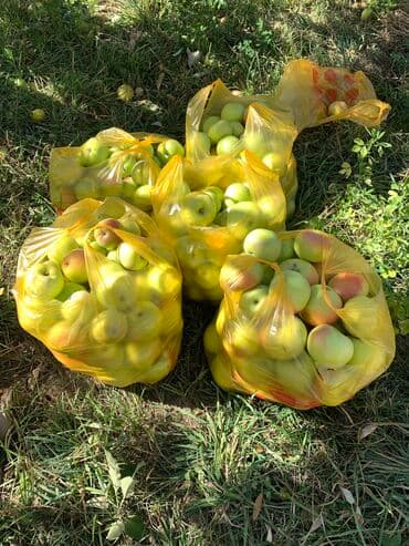 коробки для яблок бишкек: Яблоки Оптом — 1