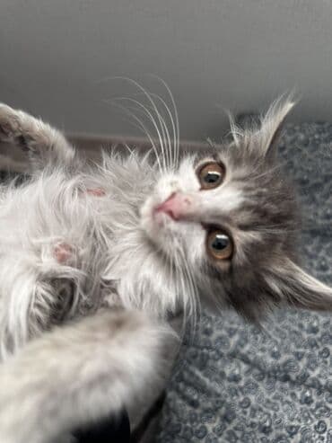 цепь для коров: Ищу хорошие руки для котят. 2 месяцанашла на улице ( дети издевались — 5