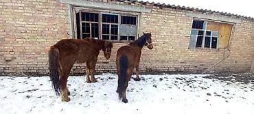 домашный тоок: Сатам | Байтал | Жумушка — 2