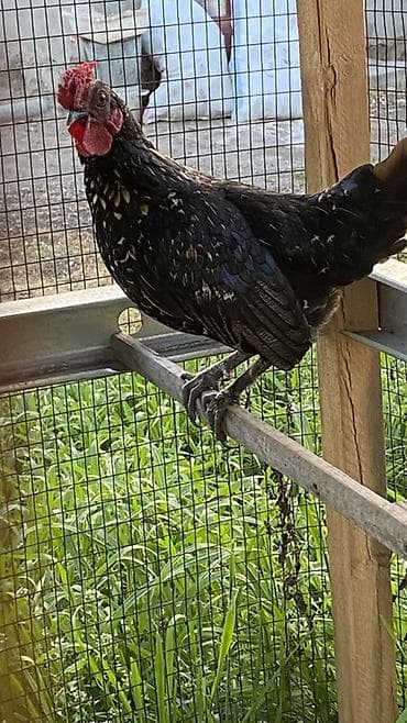 отдам голубей: Продаю | Петух | Для разведения — 2