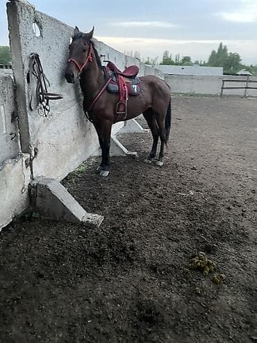 Животные: Продаю | Жеребец | Рабочий — 4