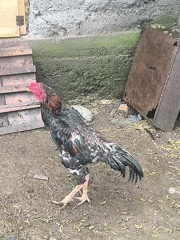 голуби такла: Продаю | Петух | Дакан | Для разведения — 1