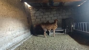 животные купить: Две кочкорчика по пол годику каждому — 3