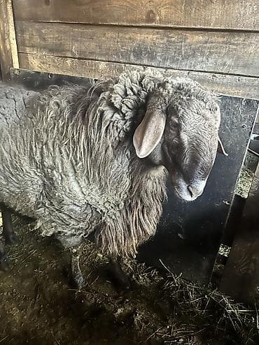 бирка для животных: Продаю | Баран (самец) — 2