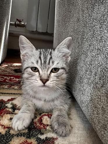 котёнок токмок: Британская короткошёрстная, 3 месяца, Девочка, Приучена к лотку — 2