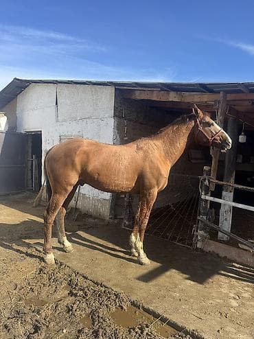 бишкек тай: Сатам | Жылкы (эркек) | Дончак | Көбөйтүү үчүн, Ат спорту | Асыл тукумдуу — 2