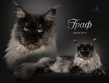 собака такса щенок: Вязка: Мейн-кун, Мальчик, 2 года, С документами, С прививками — 1