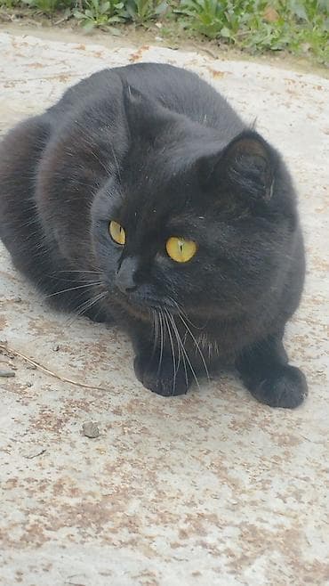 кошки коты котята: Кошка даром: Британская короткошёрстная, 4 месяца, Девочка — 1