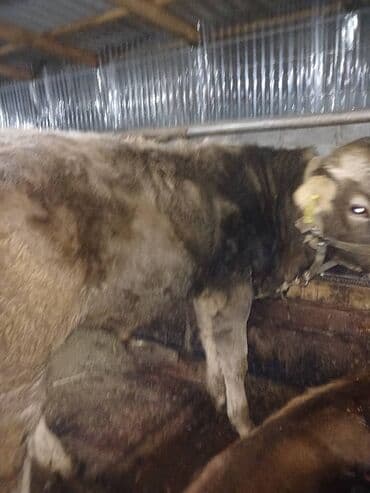 собачий дом: Сатам | Бука (эркек) | Бордоп семиртүү үчүн | Байланган — 2