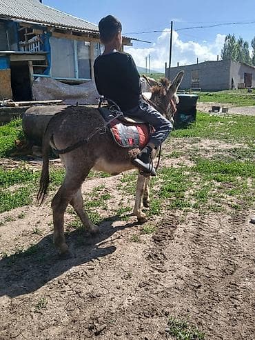Үй жаныбарлары: Осёл с упряжью для верховой езды - Аккуратный, компактный осёл — 1