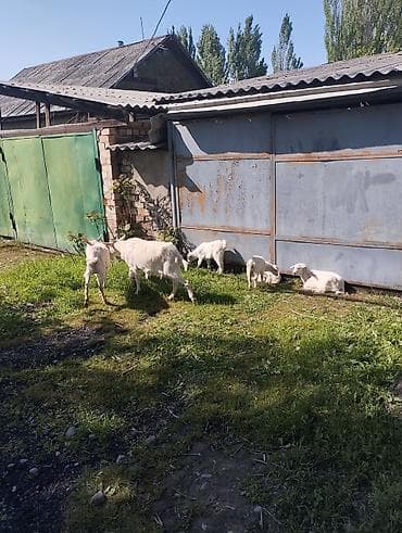 парода эчки: Продаю | Коза (самка) | Зааненская | Для разведения | Племенные — 7