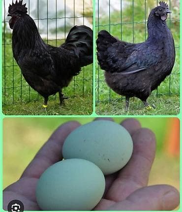 тоо куш фото: Суточные цыплята Ухейилюй — 1