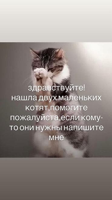 Два маленьких котёнка ищут дом.
Отдам их даром! пожалуйста помогите им at lalafo.kg Два маленьких котёнка ищут дом.
Отдам их даром! пожалуйста помогите им