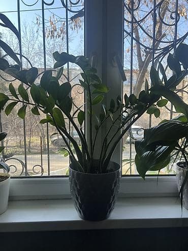 Кеңсе буюмдары: Комнатные растения в декоративных горшках - Диффенбахия крупнолистная — 9