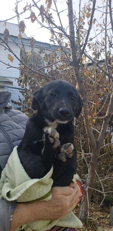 🆘🆘ЩЕНЯТА ЖДУТ ДОБРУЮ СЕМЬЮ!🆘🆘🆘 Эти очаровательные малыши ищут дом at lalafo.kg 🆘🆘ЩЕНЯТА ЖДУТ ДОБРУЮ СЕМЬЮ!🆘🆘🆘 Эти очаровательные малыши ищут дом