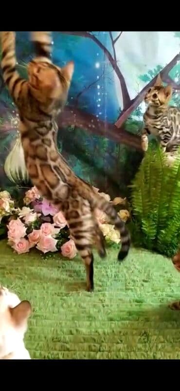 отдам котят в добрые руки бишкек: Бенгальская, 2 месяца, Мальчик — 2