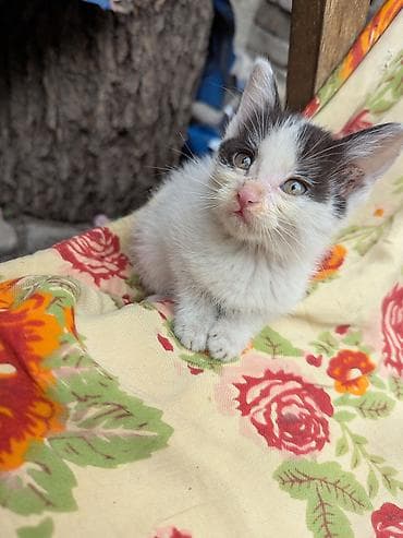 Животные: Отдадим в добрые руки котят . возрастом 2 месяца . Кушают все — 4