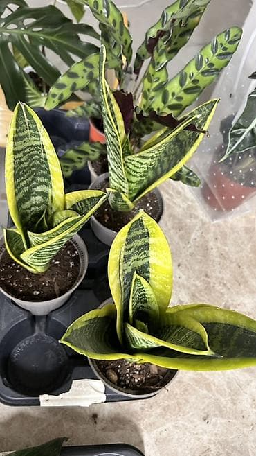 Бөлмө өсүмдүктөрү: Сансевиерия лауренти (Sansevieria Trifasciata ‘Laurentii’) — — 2