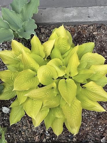 листы от контейнера: Хоста декоративная (садовые сорта) деленки по 300 сом - Многолетние — 2