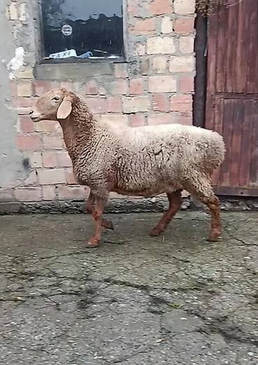 Продаю | Овца (самка) | Для разведения | Ярка at lalafo.kg Продаю | Овца (самка) | Для разведения | Ярка