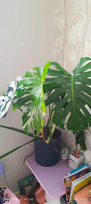 Монстерлер: Монстера делициоза (Monstera deliciosa) в горшке. - Крупное комнатное — 2
