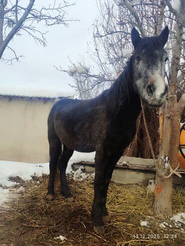 кошка в бишкеке: Продаю | Конь (самец) | Рабочий — 1