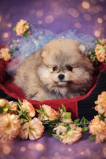 Шпиц мини микро, в карман(померанского типа) под бронирование -