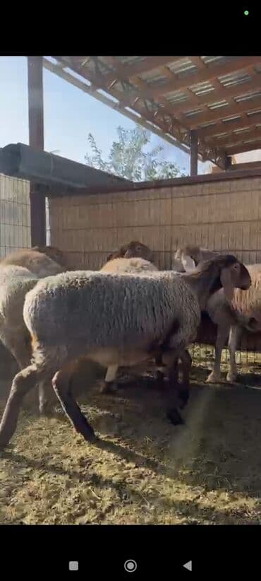 животные домашние: Продаю | Овца (самка), Ягненок | Арашан | Для разведения | Племенные, Ярка — 10