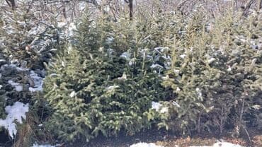 малина бишкеке: Другие виды семян и саженцев — 4